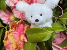 ちい【きのうのお礼と次回予告！】
