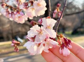 桜が綺麗ですねＯo??(?*? ?*)?o?