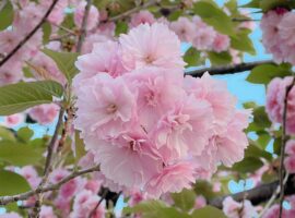 さくら味って好き？