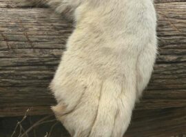 結局猫だもん。