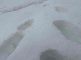 チャレンジ精神。