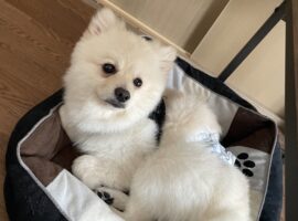 エッチなこといっぱいしよ