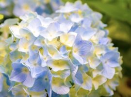 こんにちは